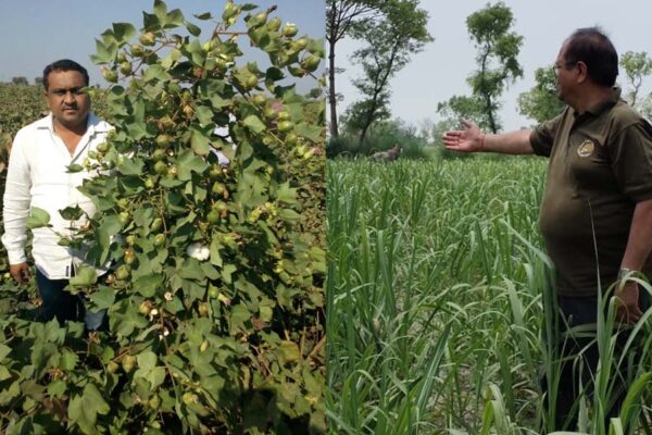 खाद्य फसल से नकदी फसल (Cash Crops) की ओर बढ़ता कृषि क्षेत्र