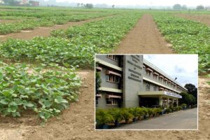 कृषि क्षेत्र (Agriculture Sector)