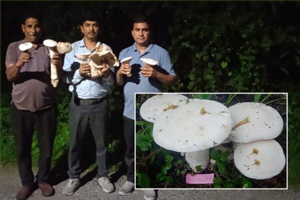 मशरूम (Mushroom) की नई प्रजाति मिली