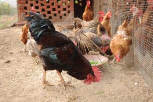 मुरगीपालन (Poultry Farming) से 5 माह में ही 13 लाख कमाए