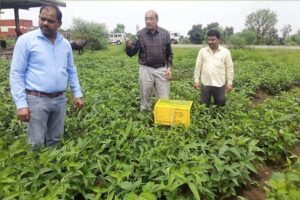 सोयाबीन (Soybean)