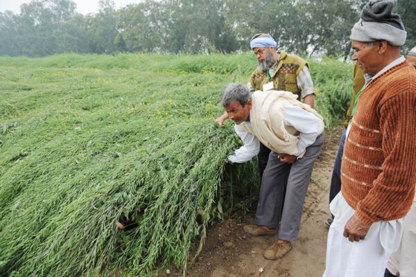 सरसों (Mustard) की खेती और पूसा की उन्नत किस्में