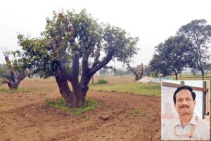 अधिक उत्पादन के लिए जरूरी है आम के बाग (Mango Orchard) का कैनोपी प्रबंधन