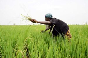 धान की फसल (Paddy Crop)