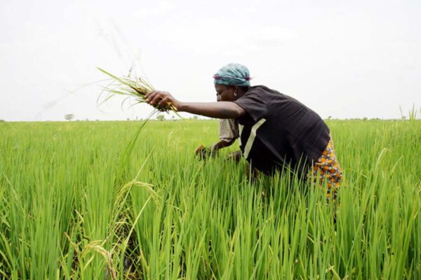 धान की फसल (Paddy Crop) को बचाएं खैरा बीमारी से