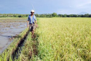 production from paddy