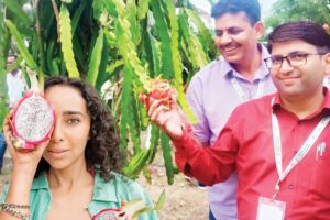 ड्रैगन फ्रूट (Dragon Fruit)