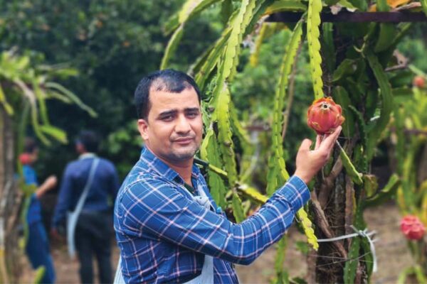 ड्रैगन फ्रूट (Dragon Fruit)