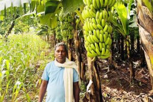 छिंदवाड़ा केले (Chhindwara Bananas)