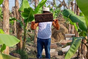 Beekeeping and honey processing