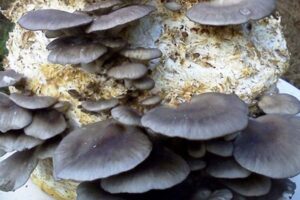 रेगिस्तानी खुंबी (Desert Mushroom) अब प्रयोगशाला में उगेगी