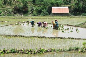 प्राकृतिक खेती (Natural Farming) में हिमाचल प्रदेश अव्वल