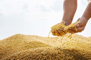 सोयाबीन (Soybean) का भाव 5,000 रुपए से पार