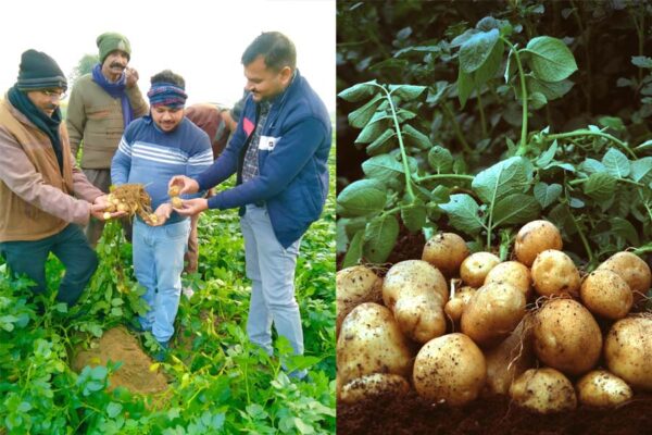 आलू (Potato) की खेती