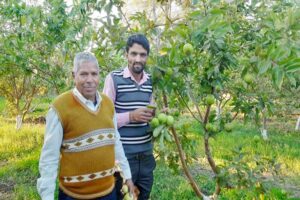 Guava farming