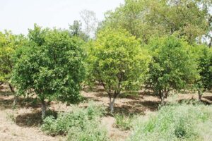 Fruit trees