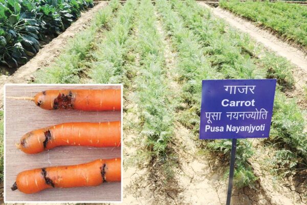 गाजर (Carrots) में होने वाली बीमारियां