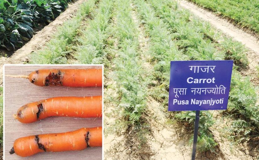 गाजर (Carrots) में होने वाली बीमारियां