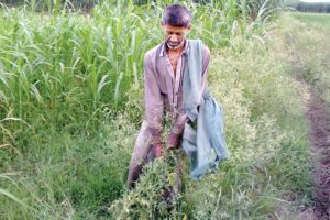 गाजर घास (Carrot Grass)