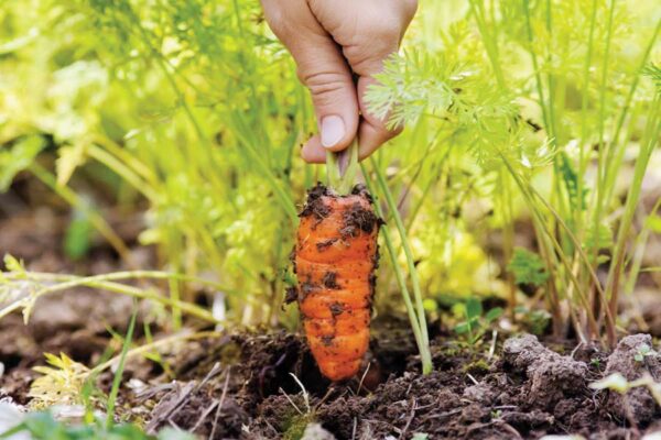 गाजर (Carrot)