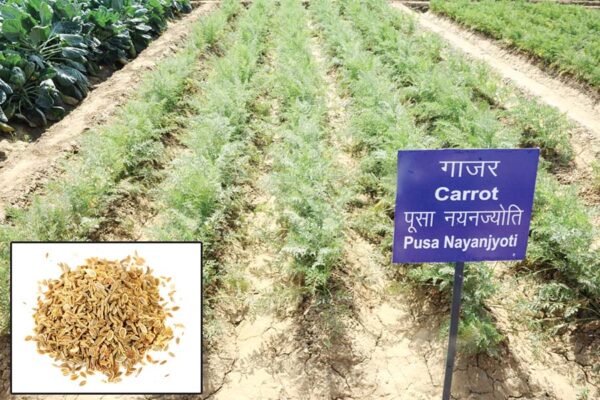 गाजर (Carrot)