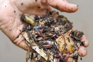 घर के कचरे से बनाएं केंचुआ खाद (Vermicompost)