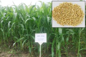 ज्वार (sorghum) की नई किस्म : प्रताप ज्वार 2510