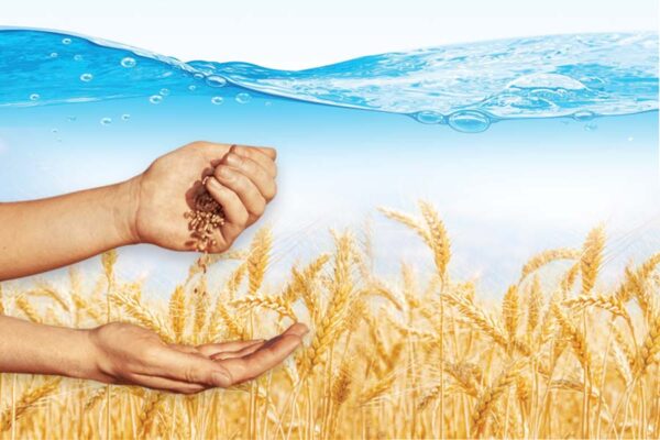 अच्छी पैदावार के लिए मीठे पानी से करें गेहूं (Wheat) का बीजोपचार