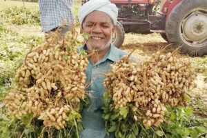 Peanut production