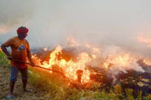 stubble burning