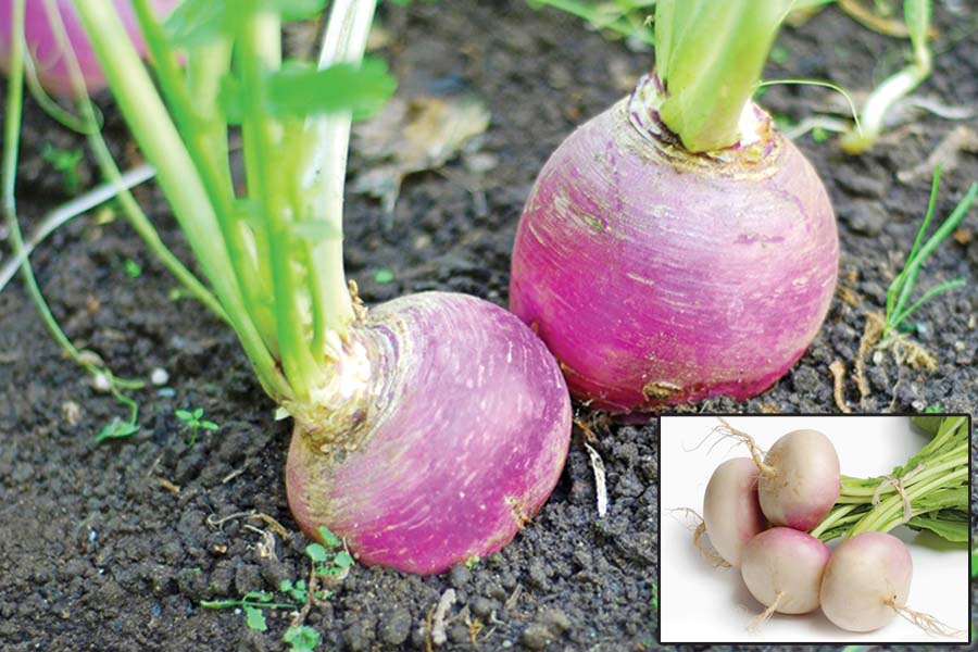 सर्दी की गुलाबी फसल शलगम (Turnip)