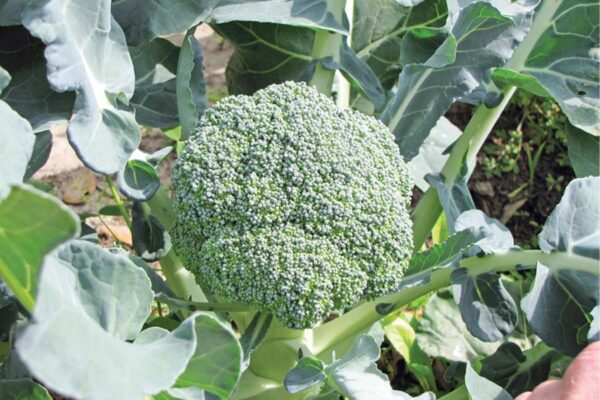 उन्नत तकनीक से करें ब्रोकली (Broccoli) की खेती