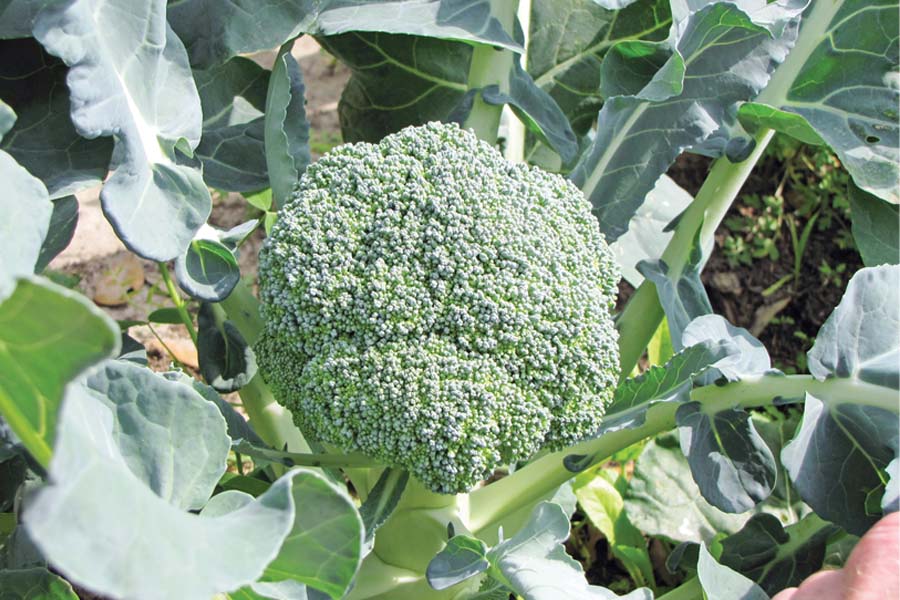 उन्नत तकनीक से करें ब्रोकली (Broccoli) की खेती