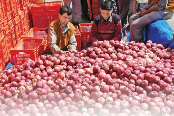 छोटी मंडियों ने दिलाई बागबानों को राहत