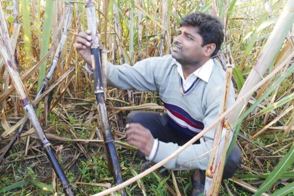 Sugarcane Seeds