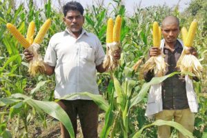 मक्का व गेहूं के बीज (Maize and Wheat seeds) अच्छे ब्रांड के ही खरीदें, एमआरपी का रखें ध्यान