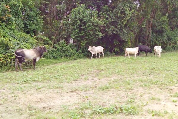 आवारा पशु (Stray Animals)