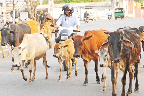 आवारा पशु (Stray Animals)