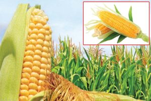 बसंत में मीठा मक्का (Sweet Corn) उगा कर लाभ कमाएं