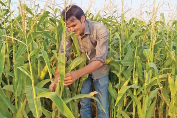 मीठा मक्का (Sweet Corn)