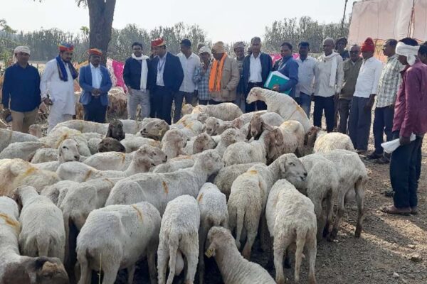 पशुपालकों (Cattle Farmers) को भेड़ की उन्नत नस्लों का वितरण