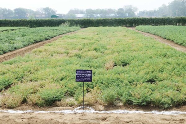 चने की खेती (Gram Cultivation)