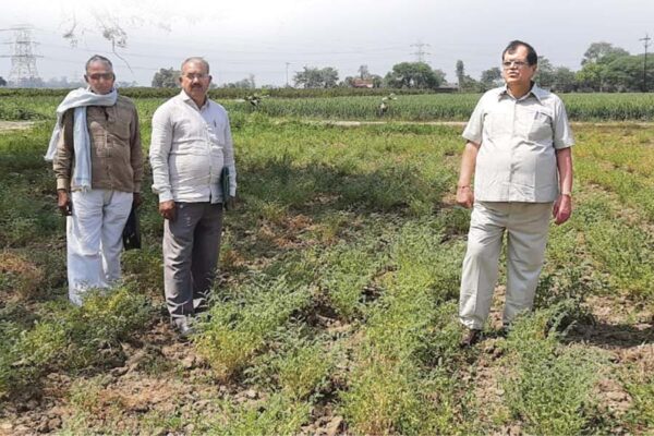 चने की खेती (Gram Cultivation) और उपज बढ़ाने के तरीके