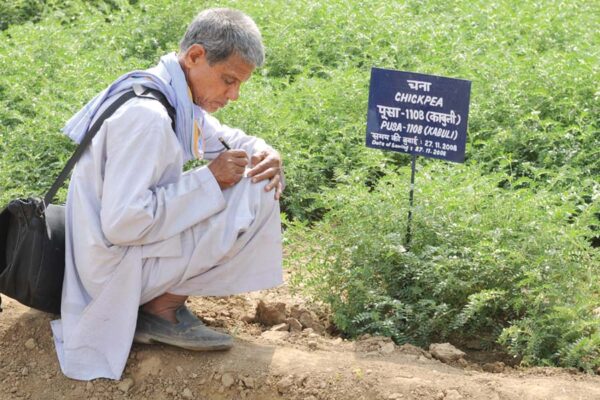 चने की खेती (Gram Cultivation)