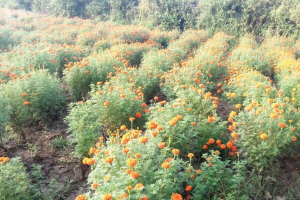 फूलों की खेती (Flower Farming) आमदनी बढ़ाए