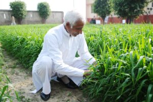 गेहूं (Wheat)