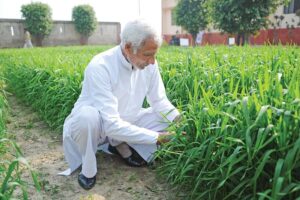 गेहूं की खेती (Wheat Cultivation) में कीटों व रोगों से बचाव