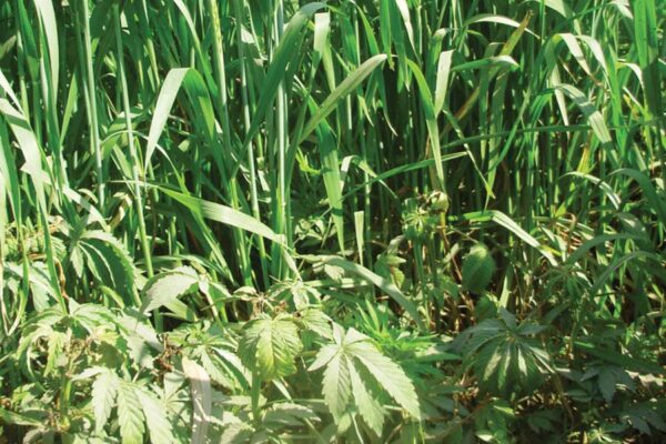 weeds in wheat