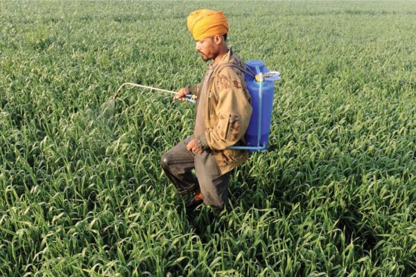 weeds in wheat