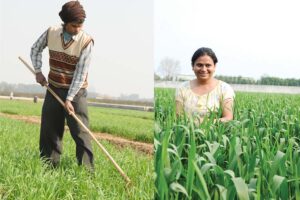 गेहूं की खेती (Wheat Cultivation)